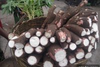 5 Key Facts About Cassava Flour for Baking and Cooking