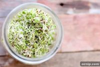 How to Grow Broccoli Sprouts at Home: A Step-by-Step Guide