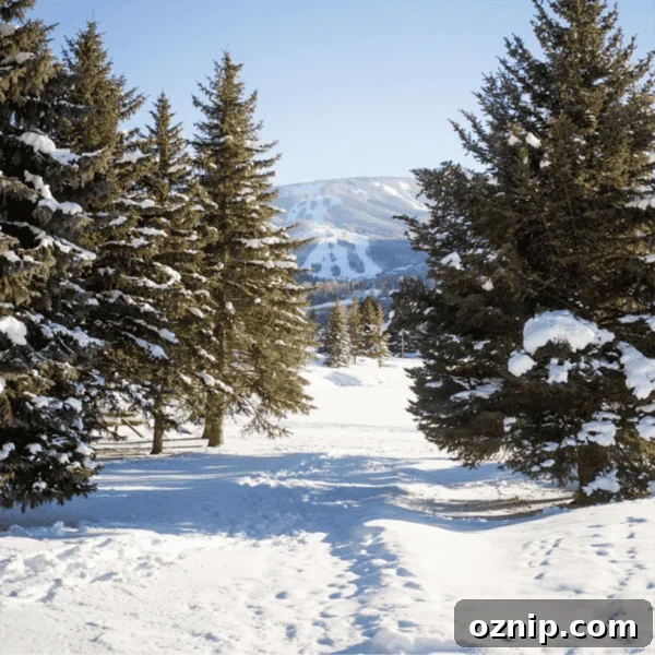 Snow-covered landscape with tall evergreen trees framing a distant view of a mountain with ski slopes under a clear blue sky, reminiscent of the picturesque scenes in Avon and Beaver Creek, Colorado.