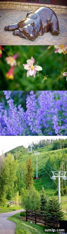 a wooded ski resort, columbine blooming, and Lavendar blooming