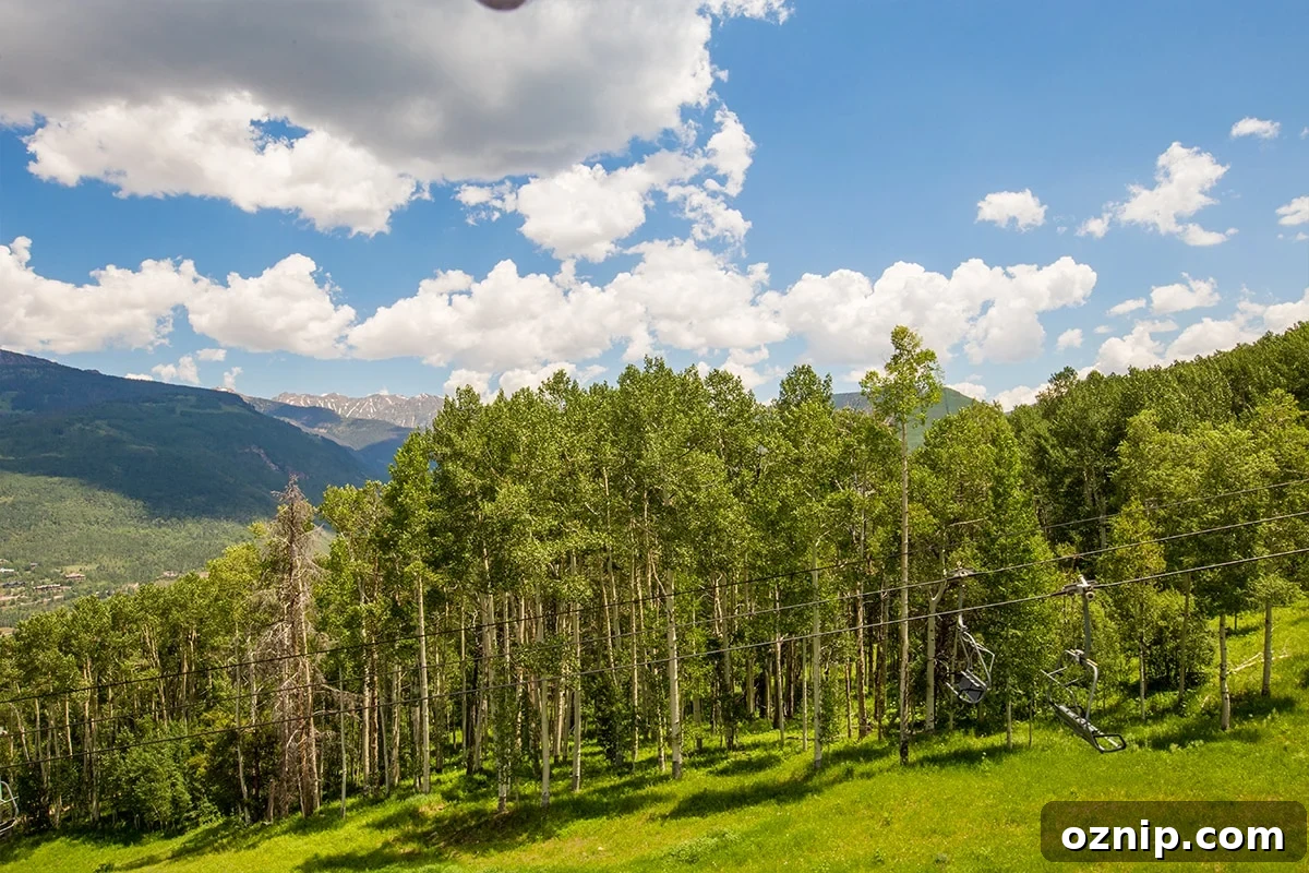 view of the mountains and wooded foreground
