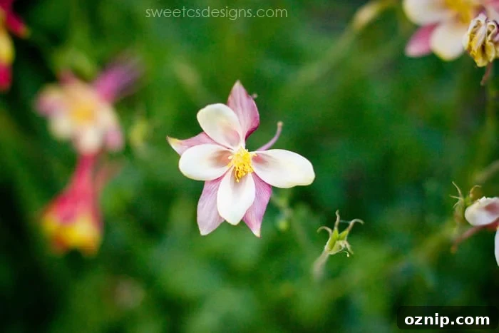columbine blooming