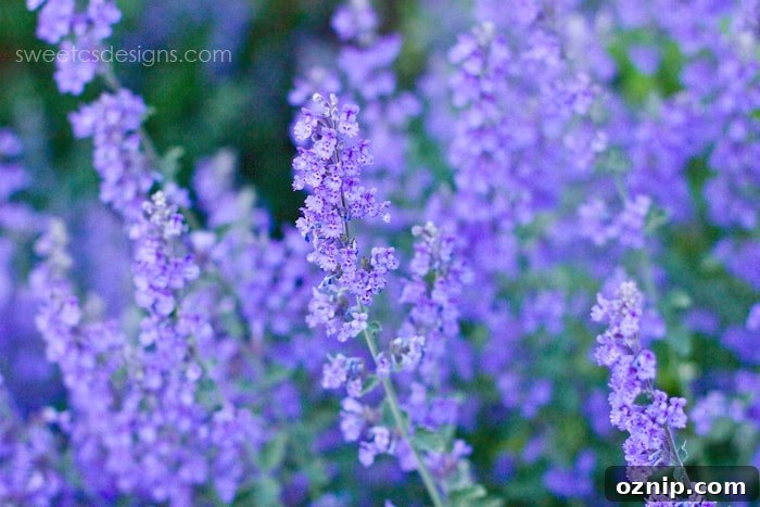 Lavendar in bloom
