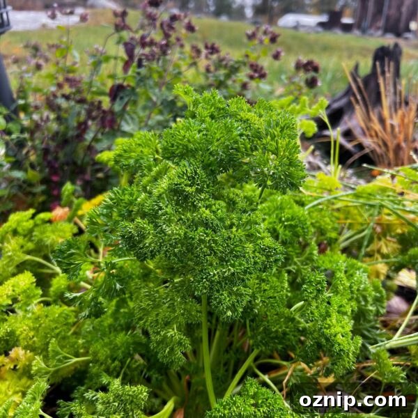 fresh parsley growing outside