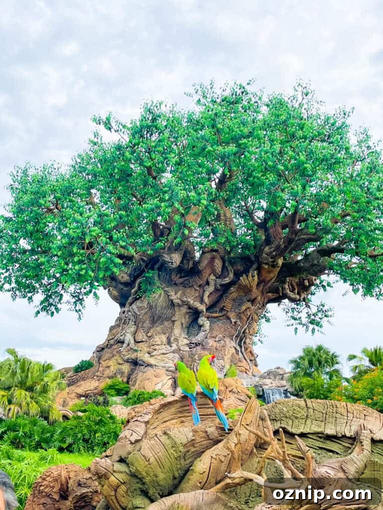Must-Do Rides at Disney's Animal Kingdom 7 Parrots sitting below the Tree of Life.