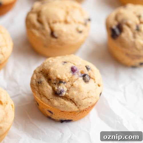 Kodiak Blueberry Muffins