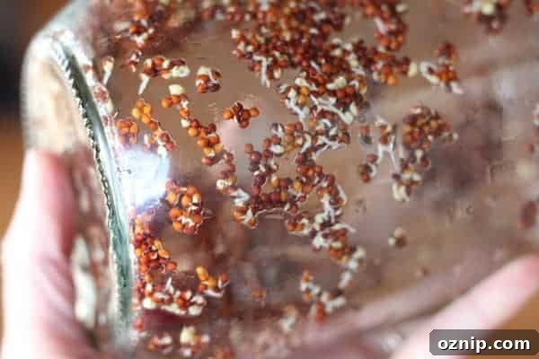 Image shows a close up of sprouting broccoli seeds