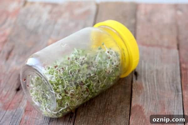 Image shows a mason jar on a picnic table with broccoli sprouts